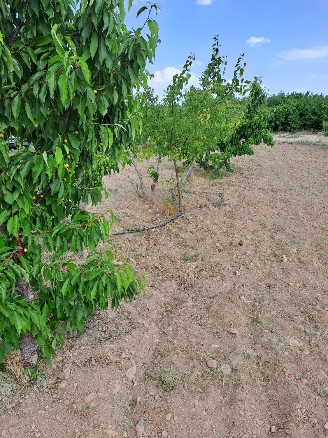 فروش چهار سهام طرح یک هوره گاستارا|فروش دفتر صنعتی، کشاورزی، تجاری|زاینده رود, |دیوار