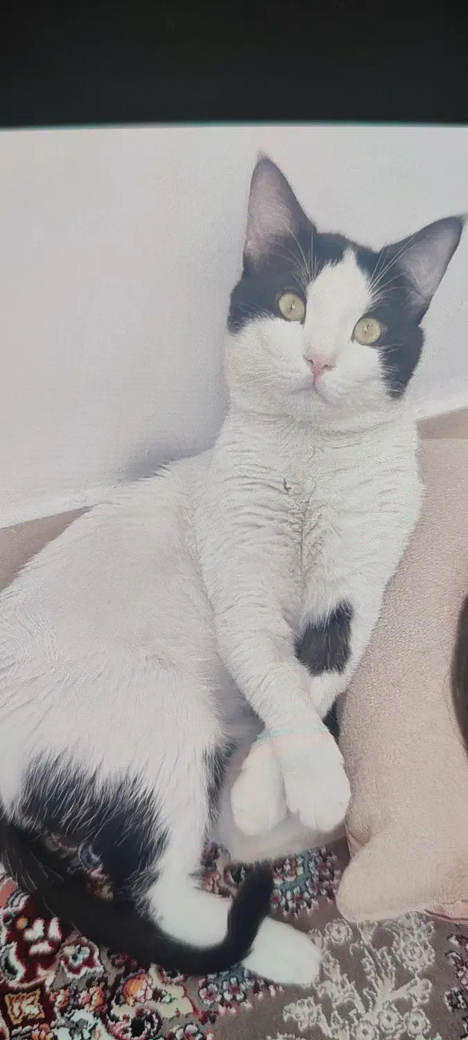 سلام واگذاری گربه 1ساله|گربه|کرمانشاه, |دیوار