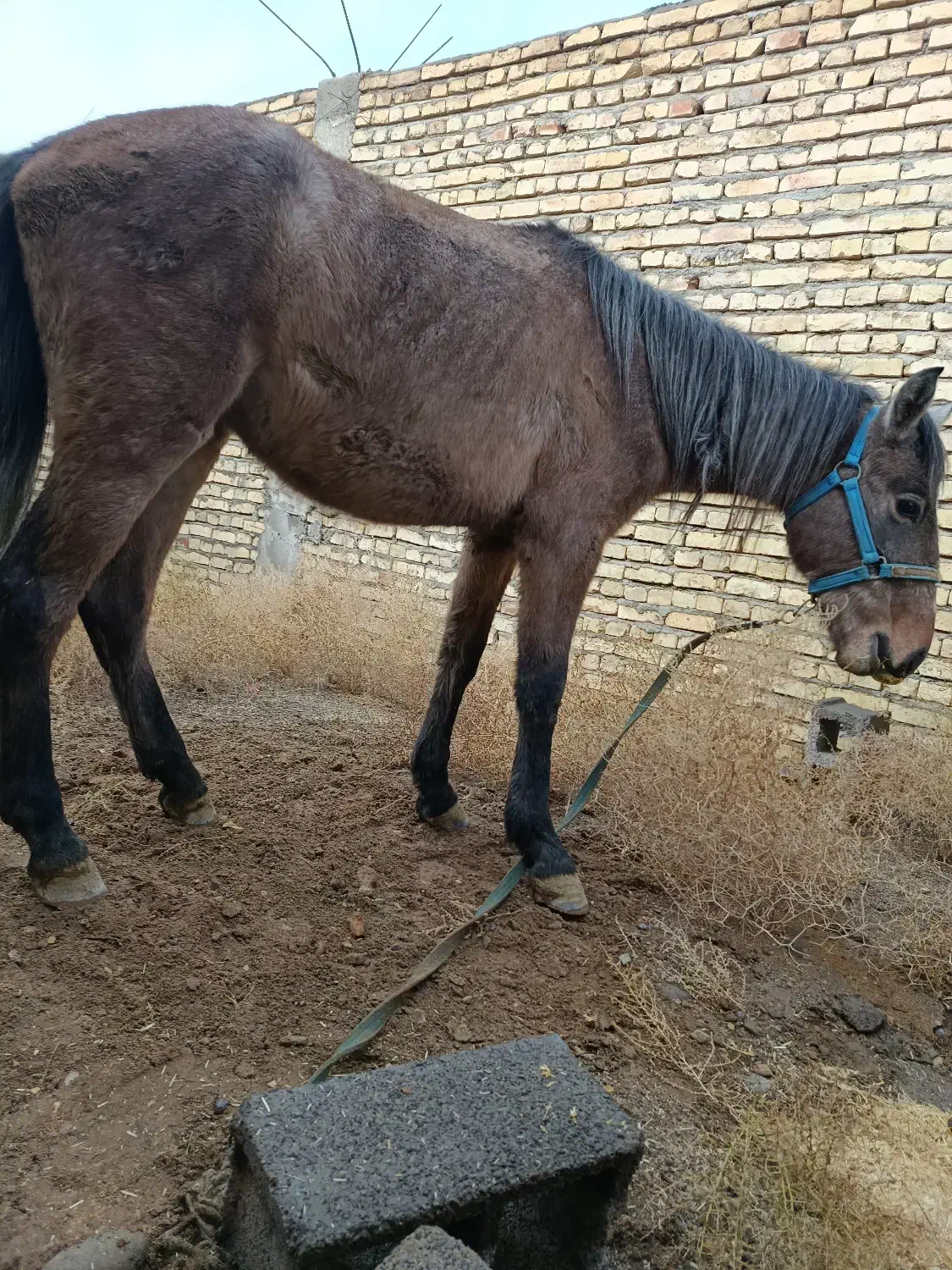 اسب|اسب و تجهیزات اسب‌سواری|شهر بابک, |دیوار