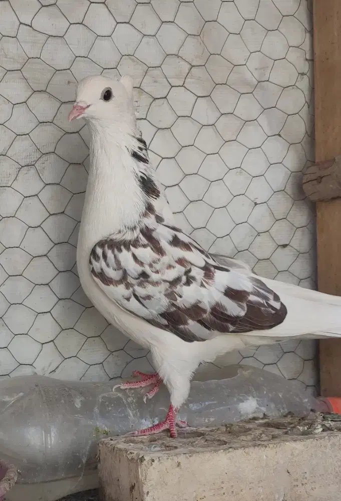 کبوتر پرشی|پرنده|پیر بکران, |دیوار