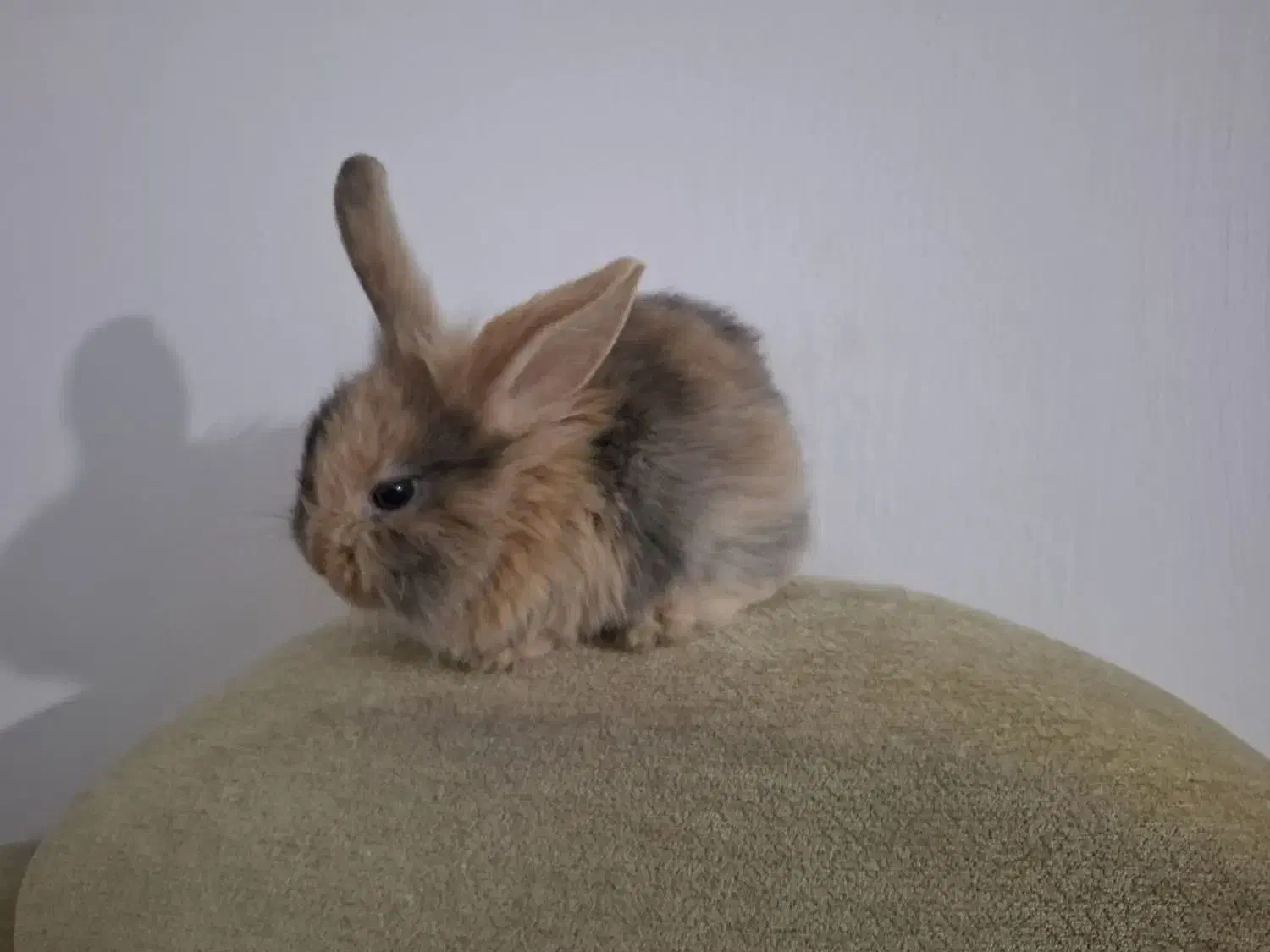 خرگوش های زیبا|موش و خرگوش|قم, جهان بینی|دیوار