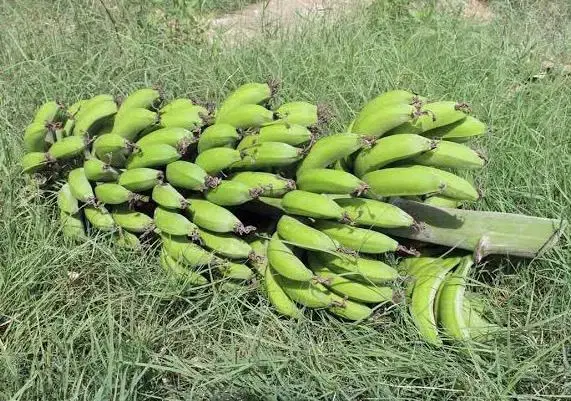 موز|خدمات باغبانی و درختکاری|زرآباد, |دیوار