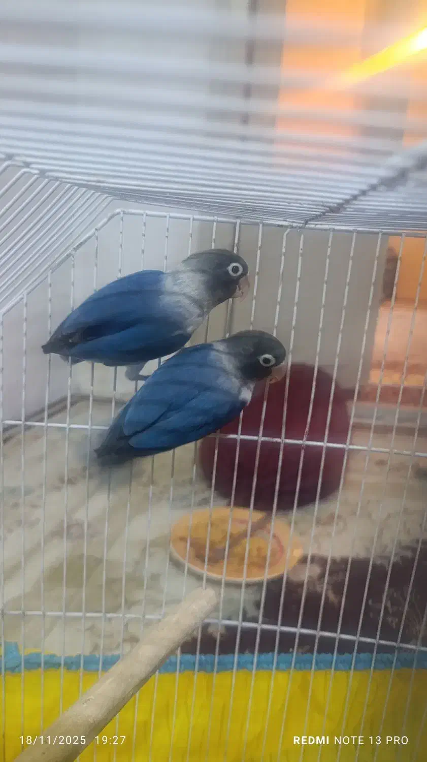 کوتوله برزیلی بازیگوش|پرنده|شاهرود, |دیوار