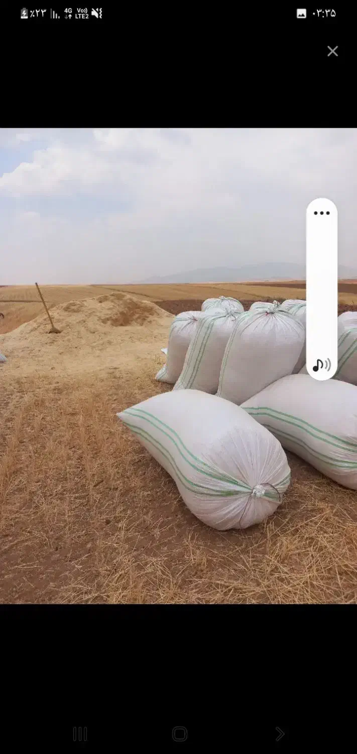 چغندر ۵۰۰ کیلو|خوردنی و آشامیدنی|زاغه, |دیوار