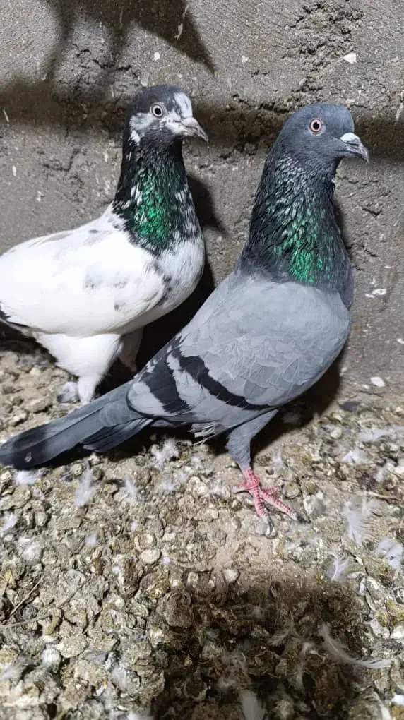 کبوتر|پرنده|قشم, |دیوار