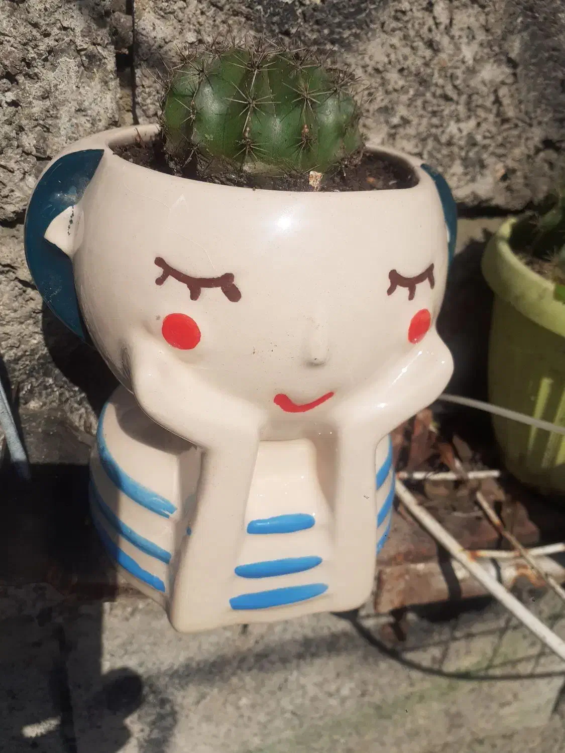 گل کاکتوس|گل و گیاه طبیعی|لاهیجان, خالو باغ|دیوار