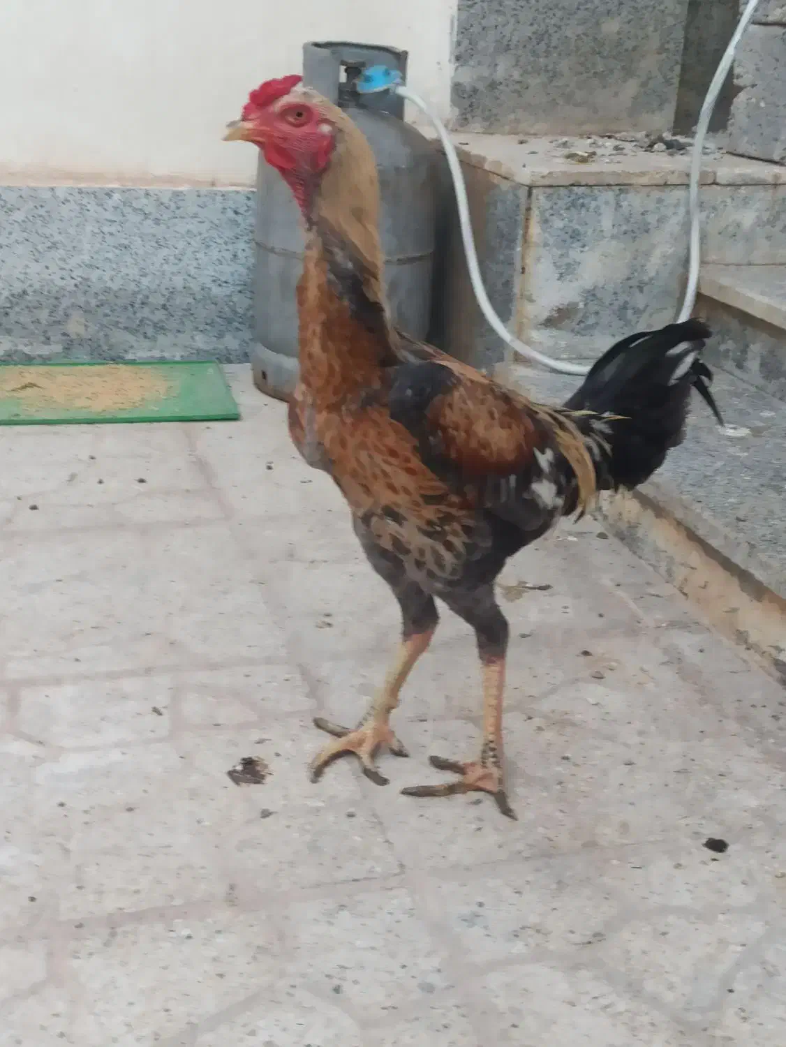 خروس و مرغ لاری و یه مرغ محلی بندر لنگه|حیوانات مزرعه|بندرلنگه, |دیوار
