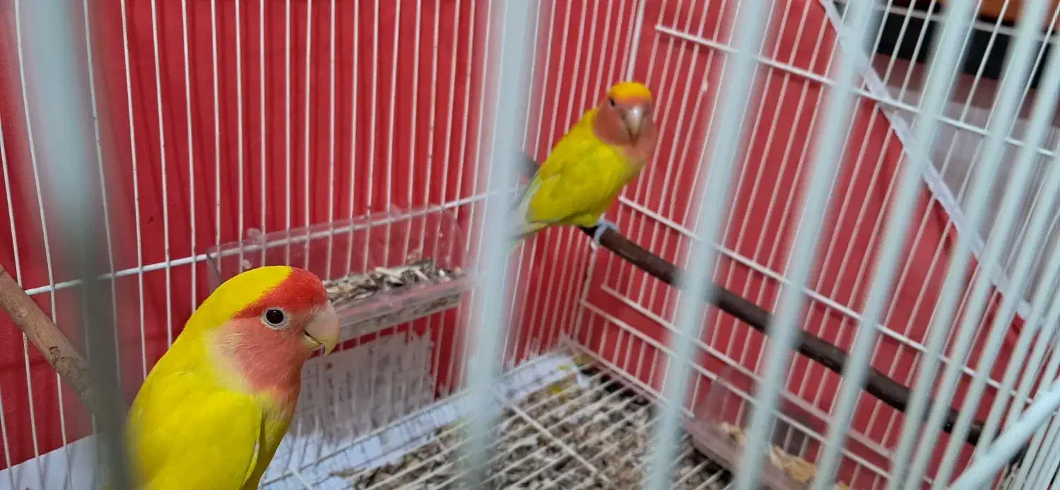 فروش فوری طوطی برزیلی(کوتوله برزیلی)صورت هلویی زرد|پرنده|قائم‌شهر, |دیوار