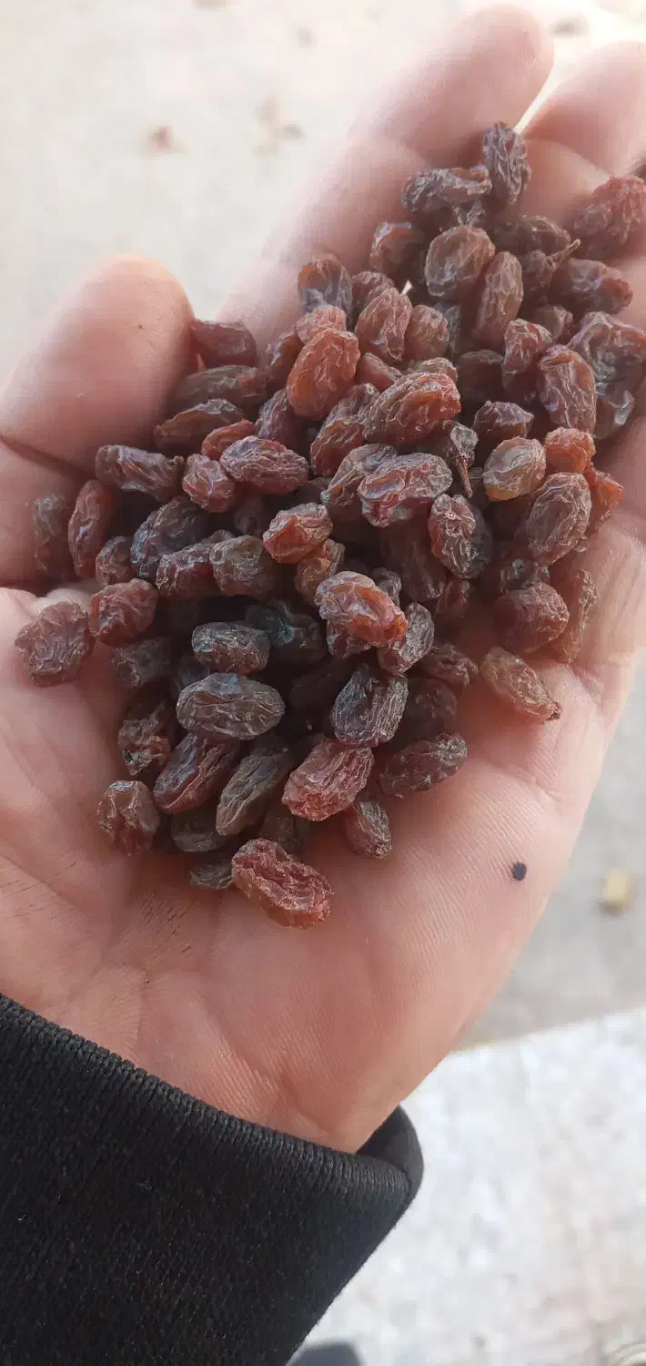 کشمش|خوردنی و آشامیدنی|تاکستان, |دیوار