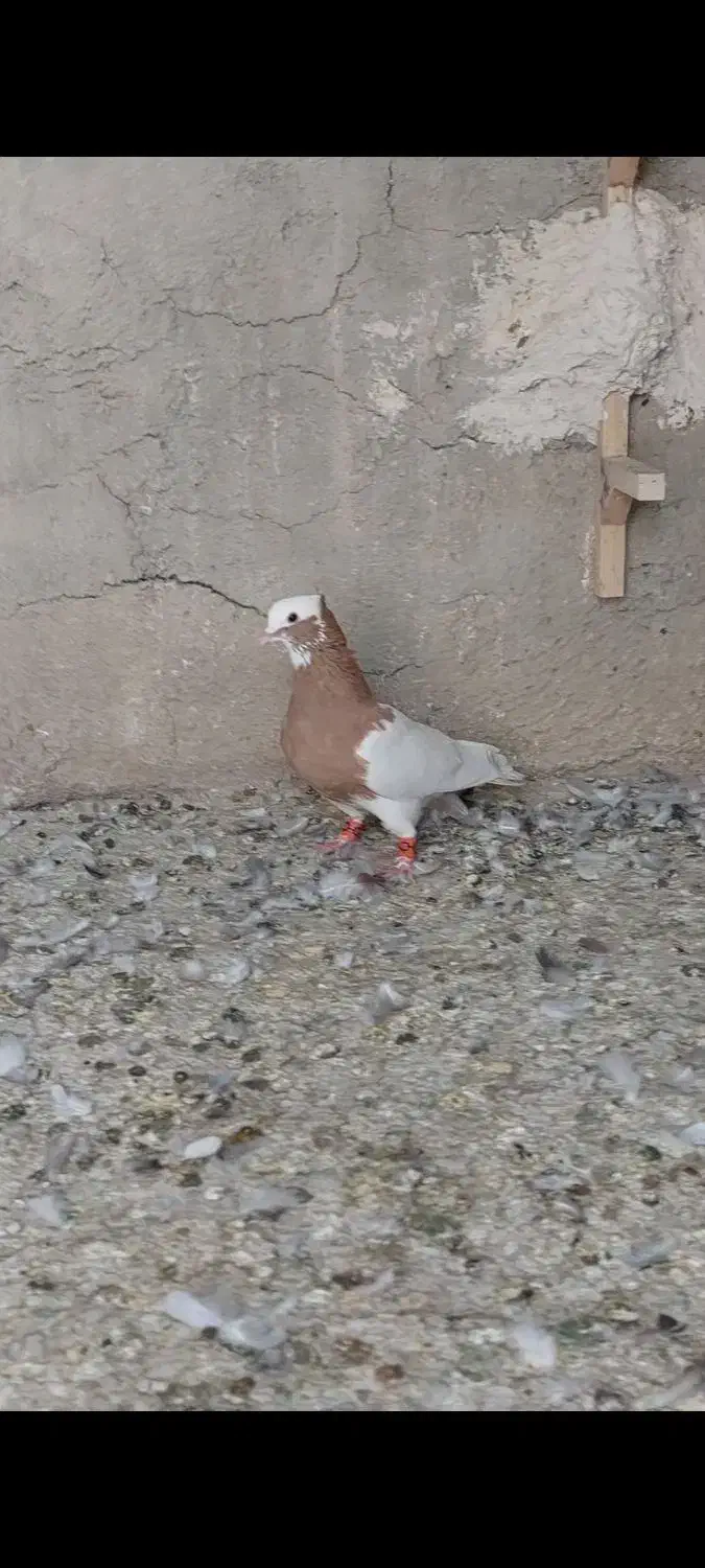 طوق زرد نر|پرنده|مرودشت, رودبال|دیوار