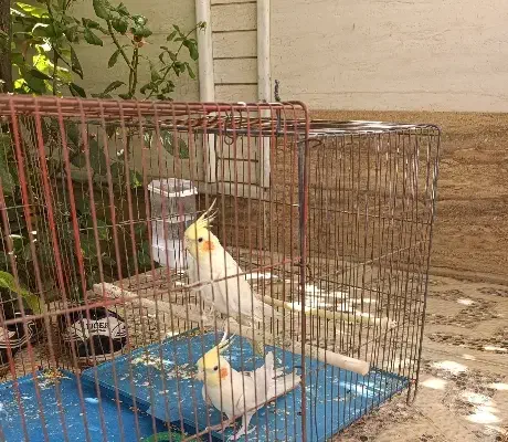 عروس هلندی زعفرانی|پرنده|استهبان, |دیوار