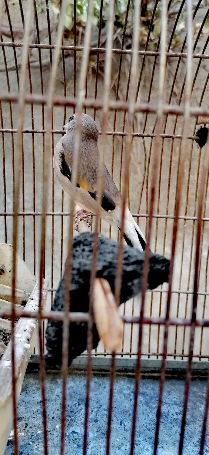 سره ماده|پرنده|تهران, اسکندری|دیوار