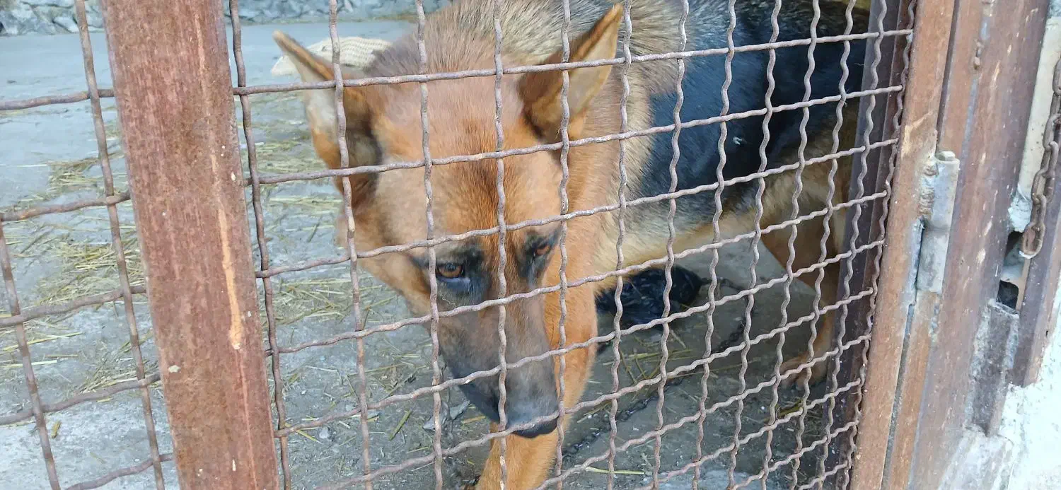 واگذاری سگ نگهبان|سگ|نوکنده, |دیوار