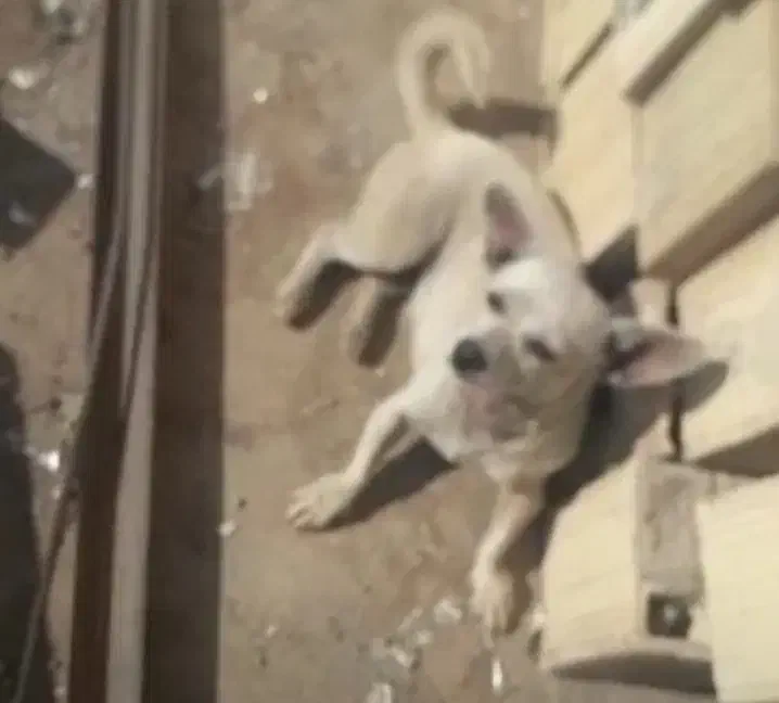 سلام سگ پا کوتا باهوش|سگ|کرمان, |دیوار