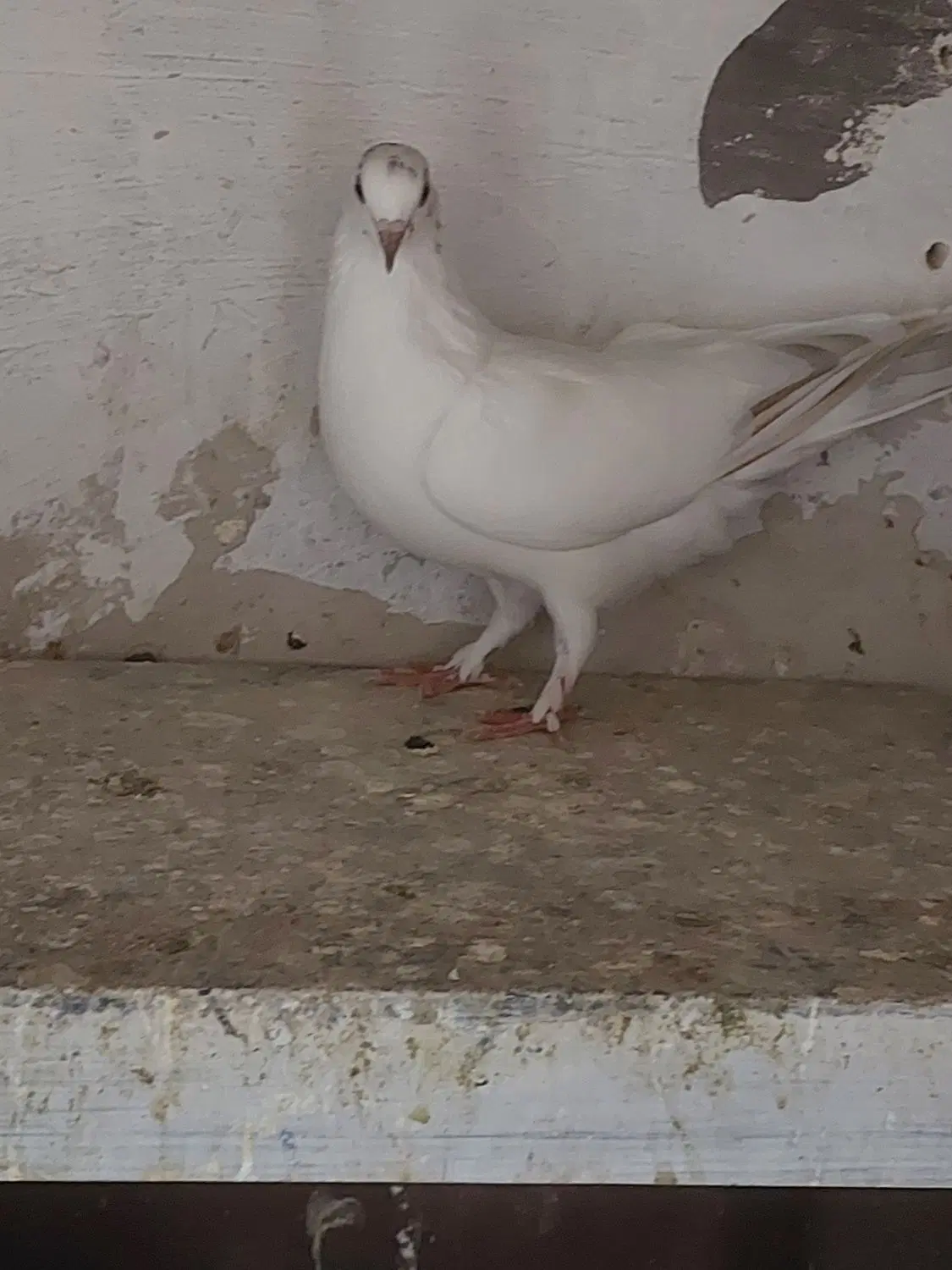 کفت|پرنده|اهر, |دیوار