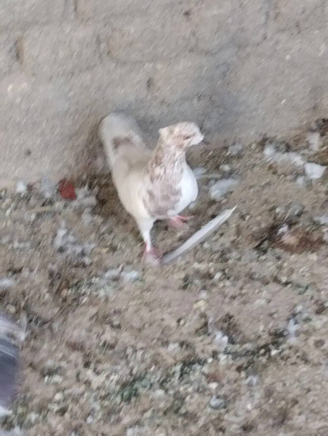 حراج|حراج|اردکان, |دیوار