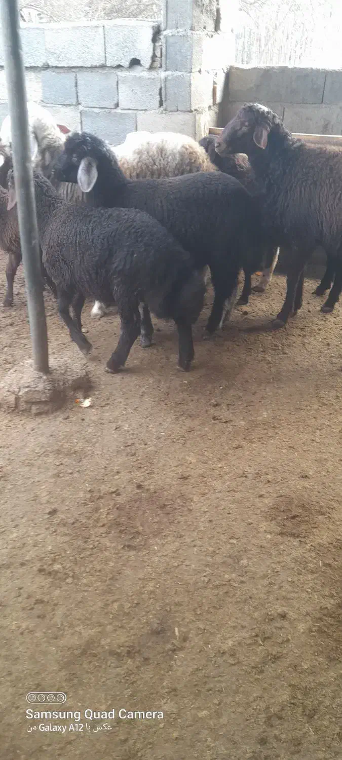 بره نر و ماده شیر مست|حیوانات مزرعه|آق قلا, |دیوار