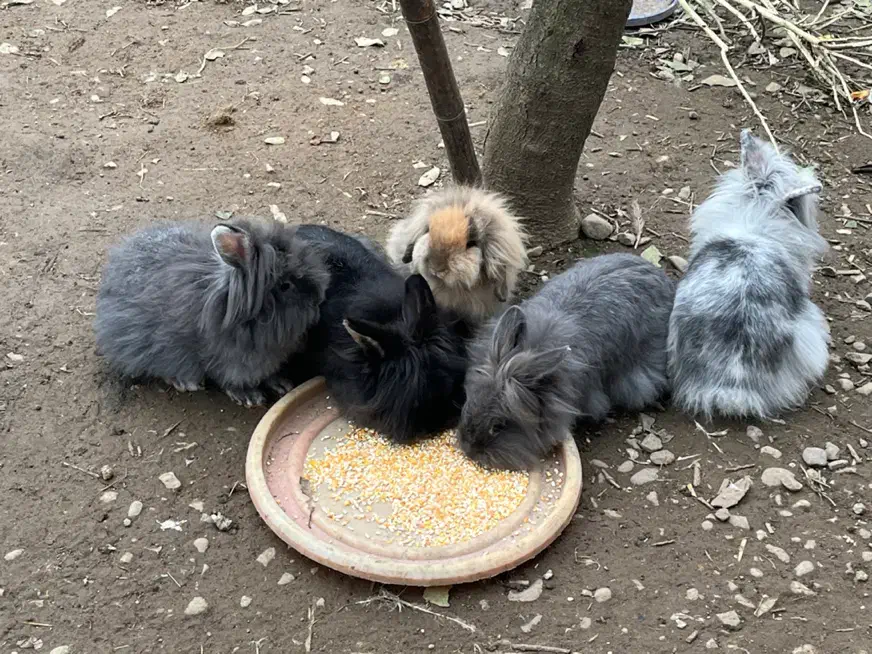 خرگوش لوپ ترکیش عروسکی|موش و خرگوش|صومعه‌سرا, |دیوار