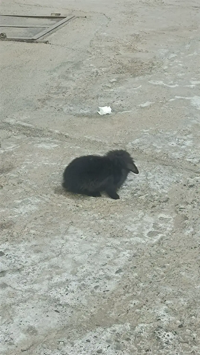 خرگوش لپ|موش و خرگوش|میاندوآب, |دیوار