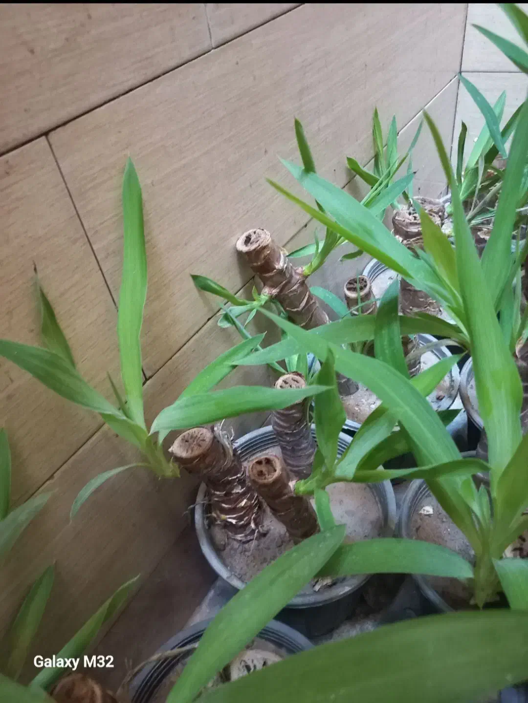 گل یوکا|گل و گیاه طبیعی|شادگان, |دیوار