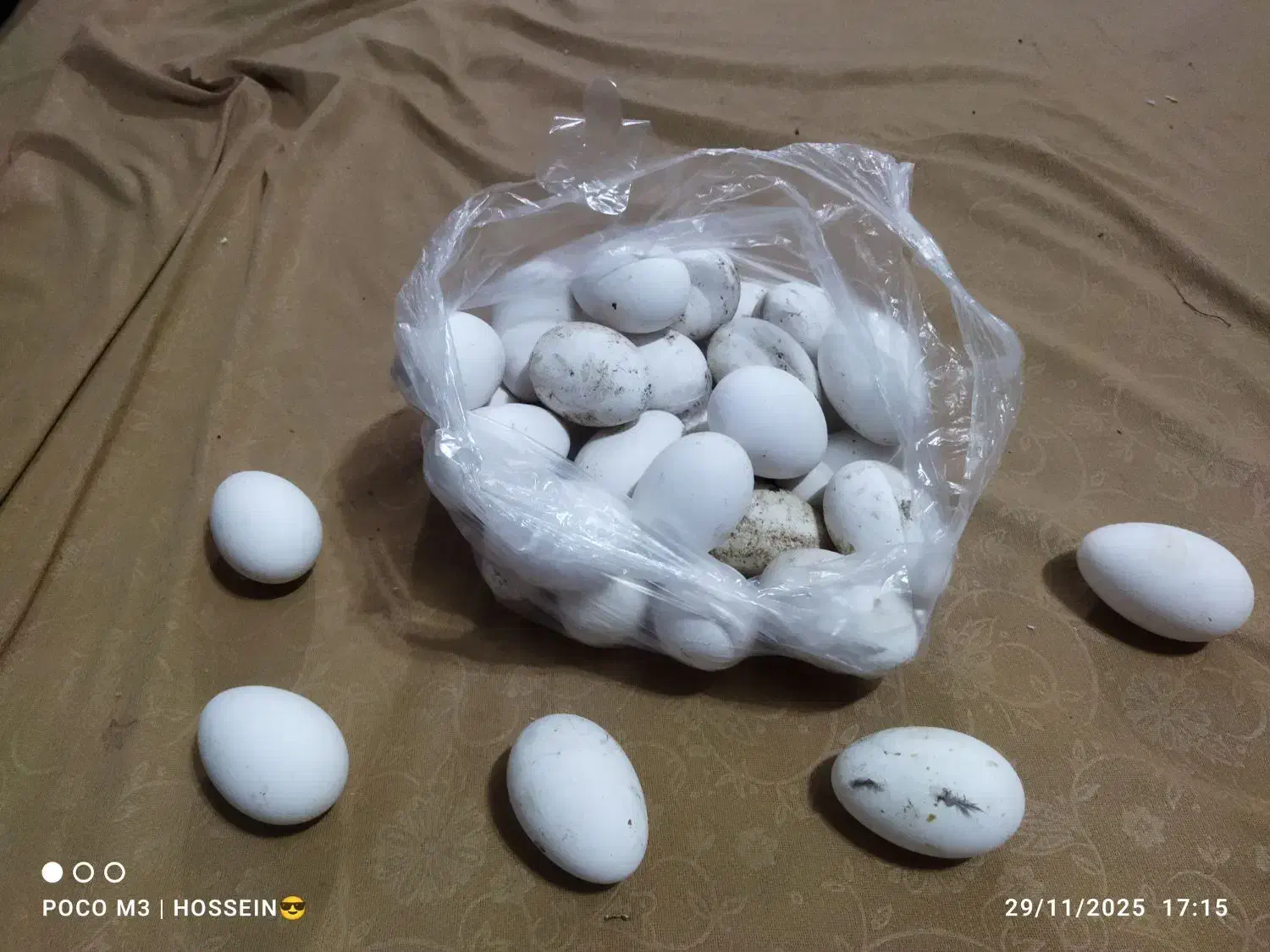 فروش تخم قو غاز محدود|حیوانات مزرعه|لنجان, |دیوار