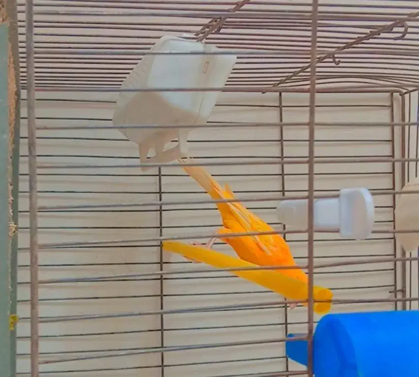 قناری خوبو|پرنده|مرودشت, مختارآباد|دیوار