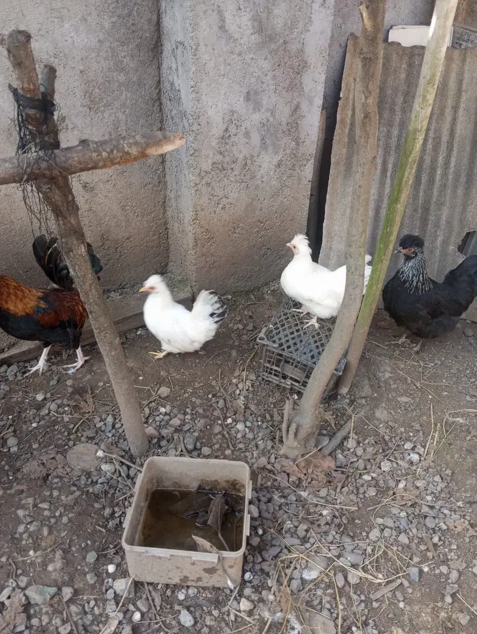 سه عدد مرغ تزئینی|حیوانات مزرعه|شلمان, |دیوار