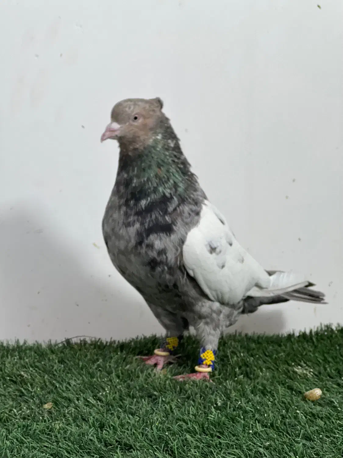 کفتر رنگی|پرنده|مرودشت, بیست متری بیمارستان|دیوار