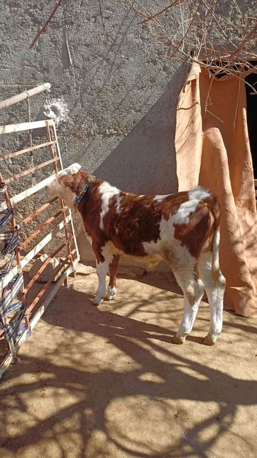 گوساله|حیوانات مزرعه|چنارود, |دیوار