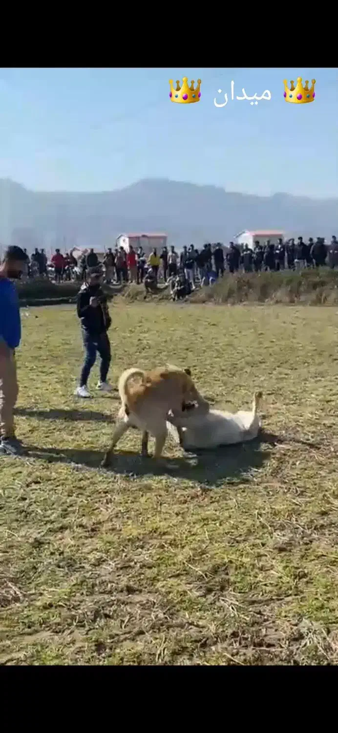 واگذاری سگ سرابی|سگ|اردبیل, |دیوار