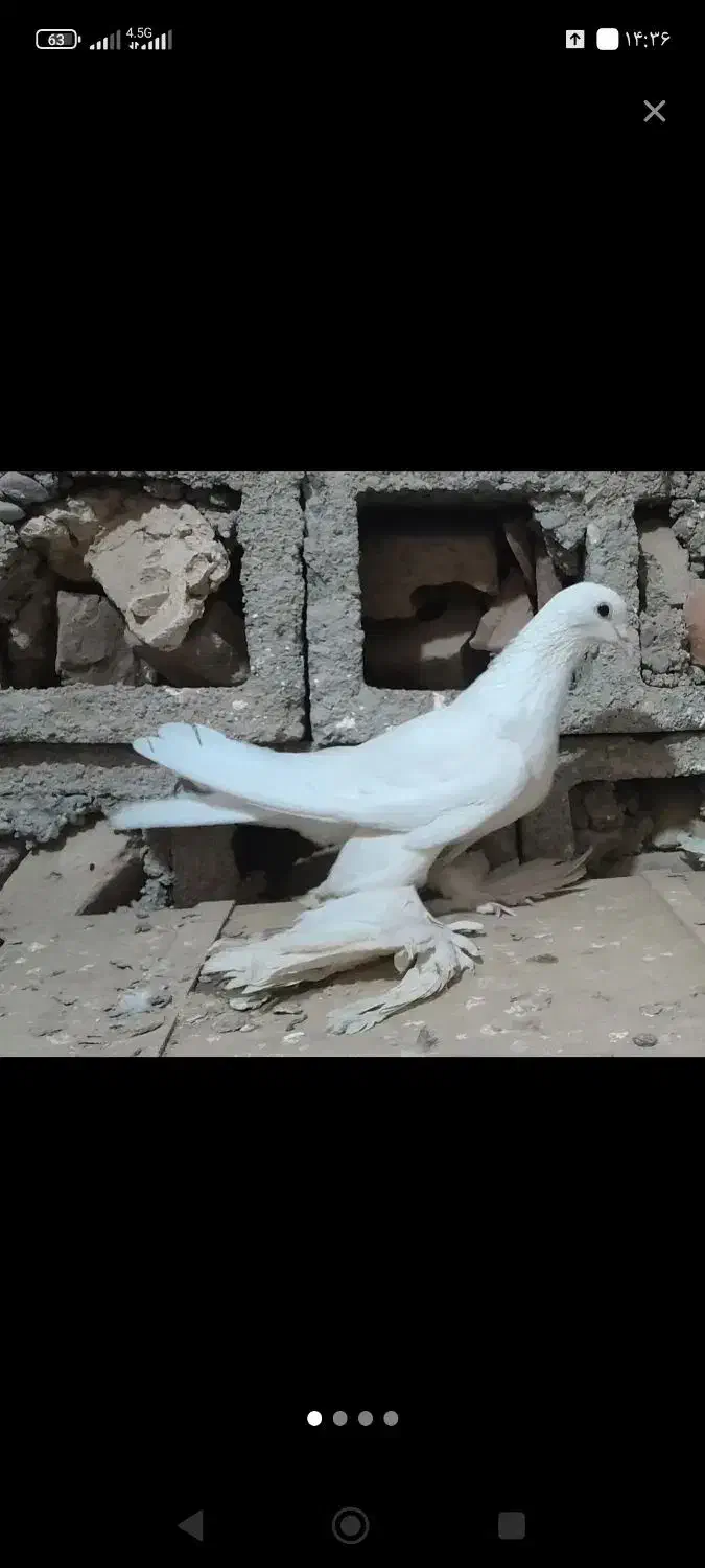 کبوتر پاپر سفید چرخی|پرنده|میاندوآب, |دیوار