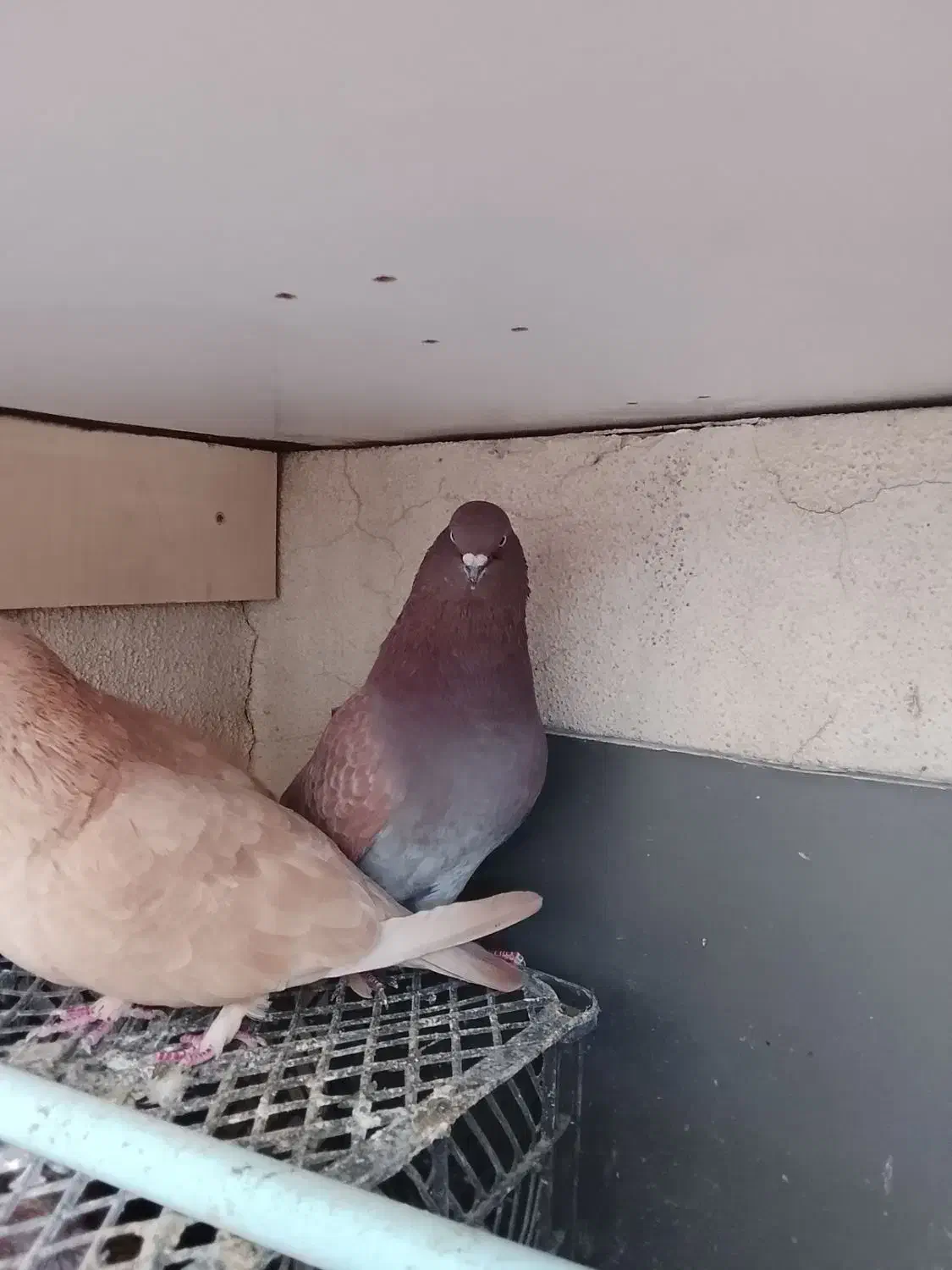 کبوتر|پرنده|محمدشهر, محمدشهر|دیوار