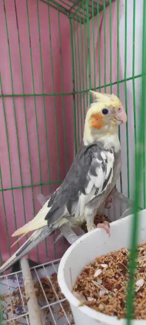 عروس هلندی نر وماده با قفس و لانه۸۰۰۰۰۰ تومان|پرنده|رشت, سلیمانداراب|دیوار