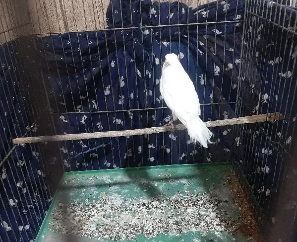 (قناری‌ نرآماده)|پرنده|خوی, |دیوار