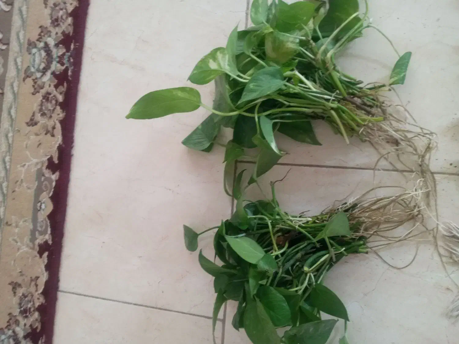 قلمه پتوس|گل و گیاه طبیعی|نیشابور, مازول|دیوار