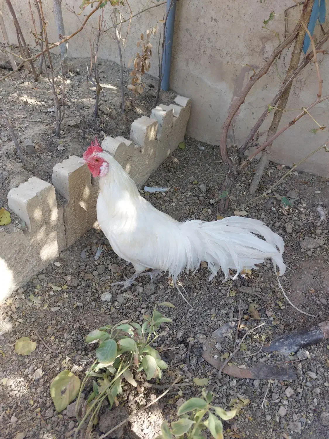 خروس فونیکس سفید تاج میل|حیوانات مزرعه|رودهن, |دیوار