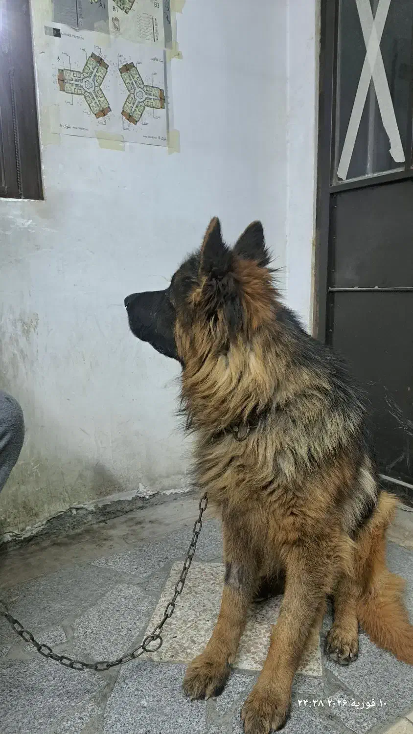 ژرمن شپرد نر|سگ|کرج, گوهردشت|دیوار
