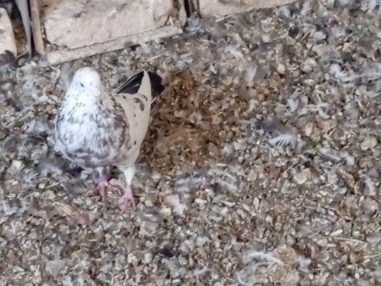 کبوتر|پرنده|بابا حیدر, |دیوار