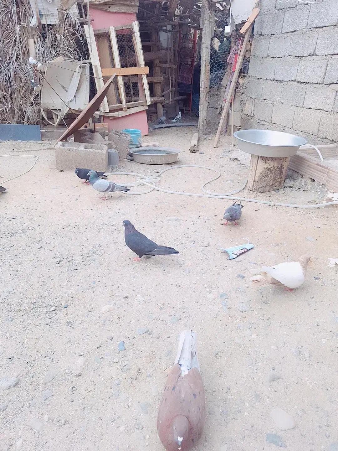 کبوتر|پرنده|جیرفت, |دیوار