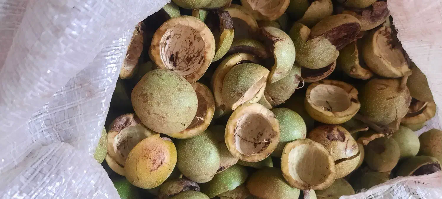پوست گردو تر|خوردنی و آشامیدنی|شیراز, شهرک بهار|دیوار