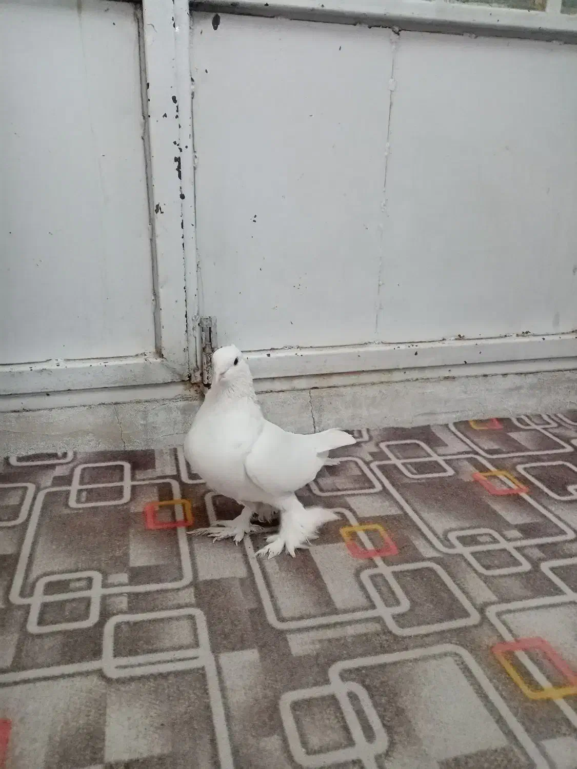 کفتر|پرنده|مهریز, |دیوار