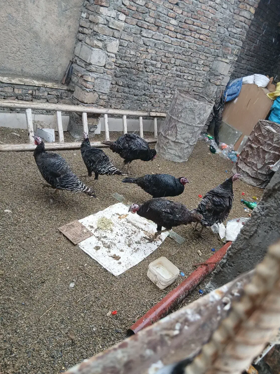 بوقلمون|حیوانات مزرعه|سیلاخور, |دیوار