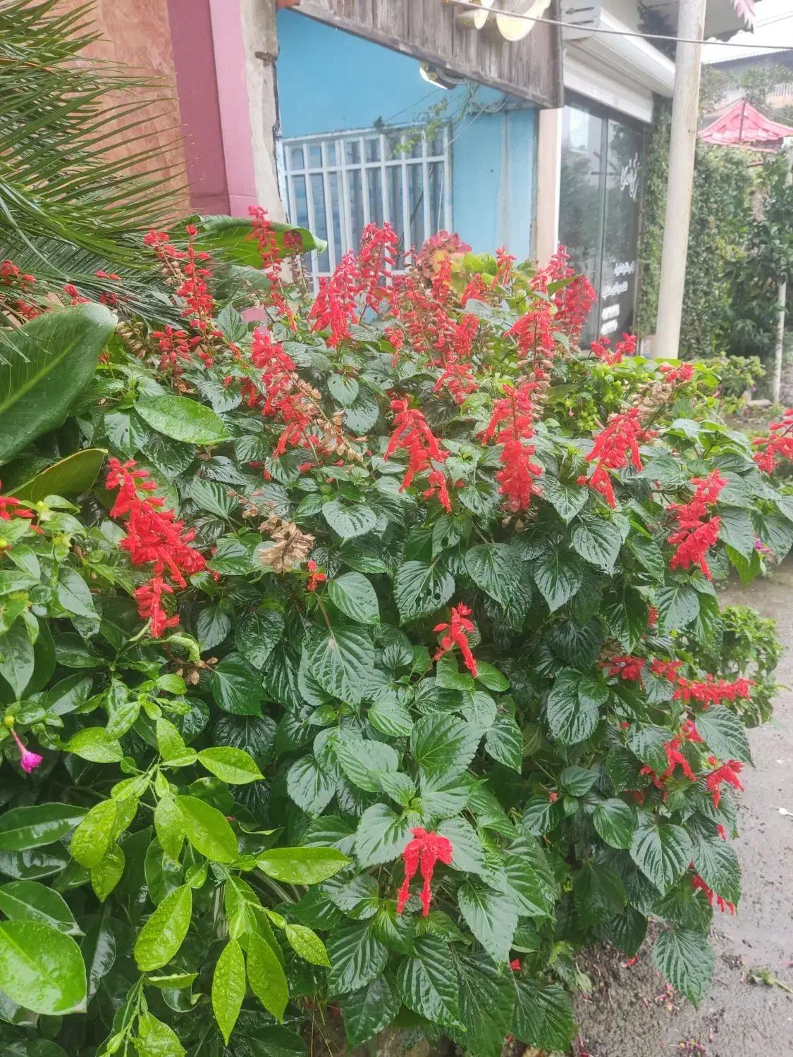 ادمین اینستاگرام وایدتوری در کافه|استخدام رایانه و فناوری اطلاعات|لنگرود, |دیوار