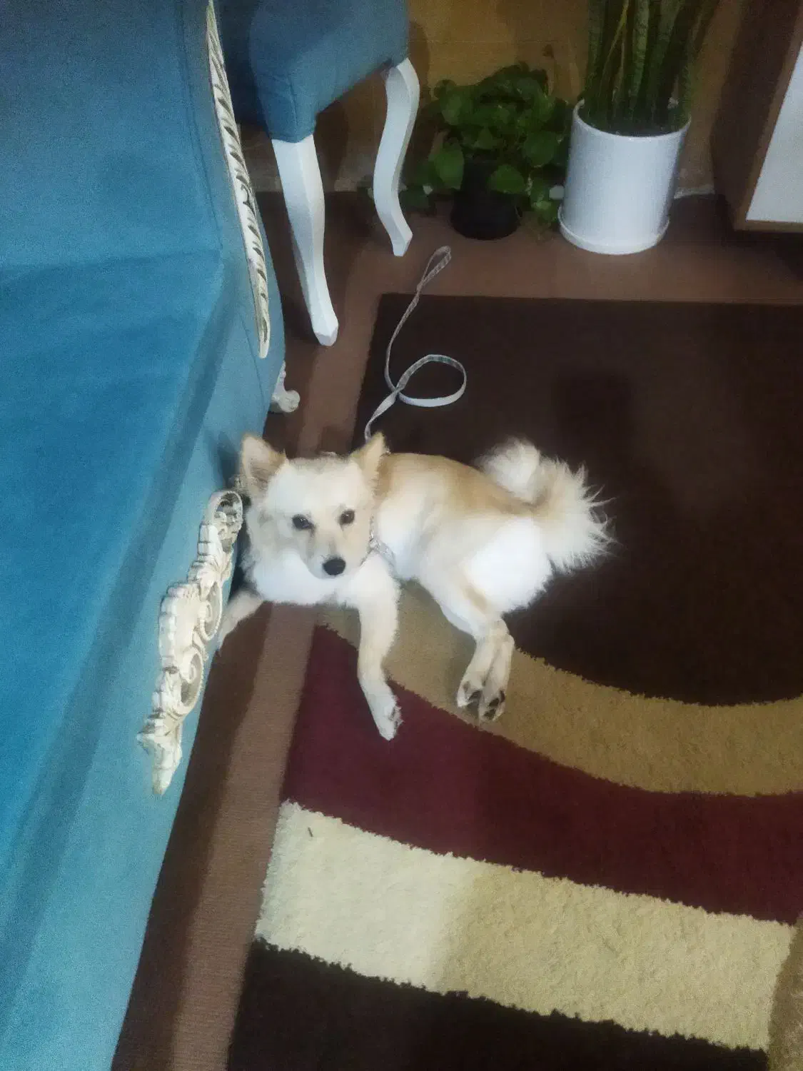 سگ خیلی باهوش اروم|سگ|دوگنبدان, |دیوار