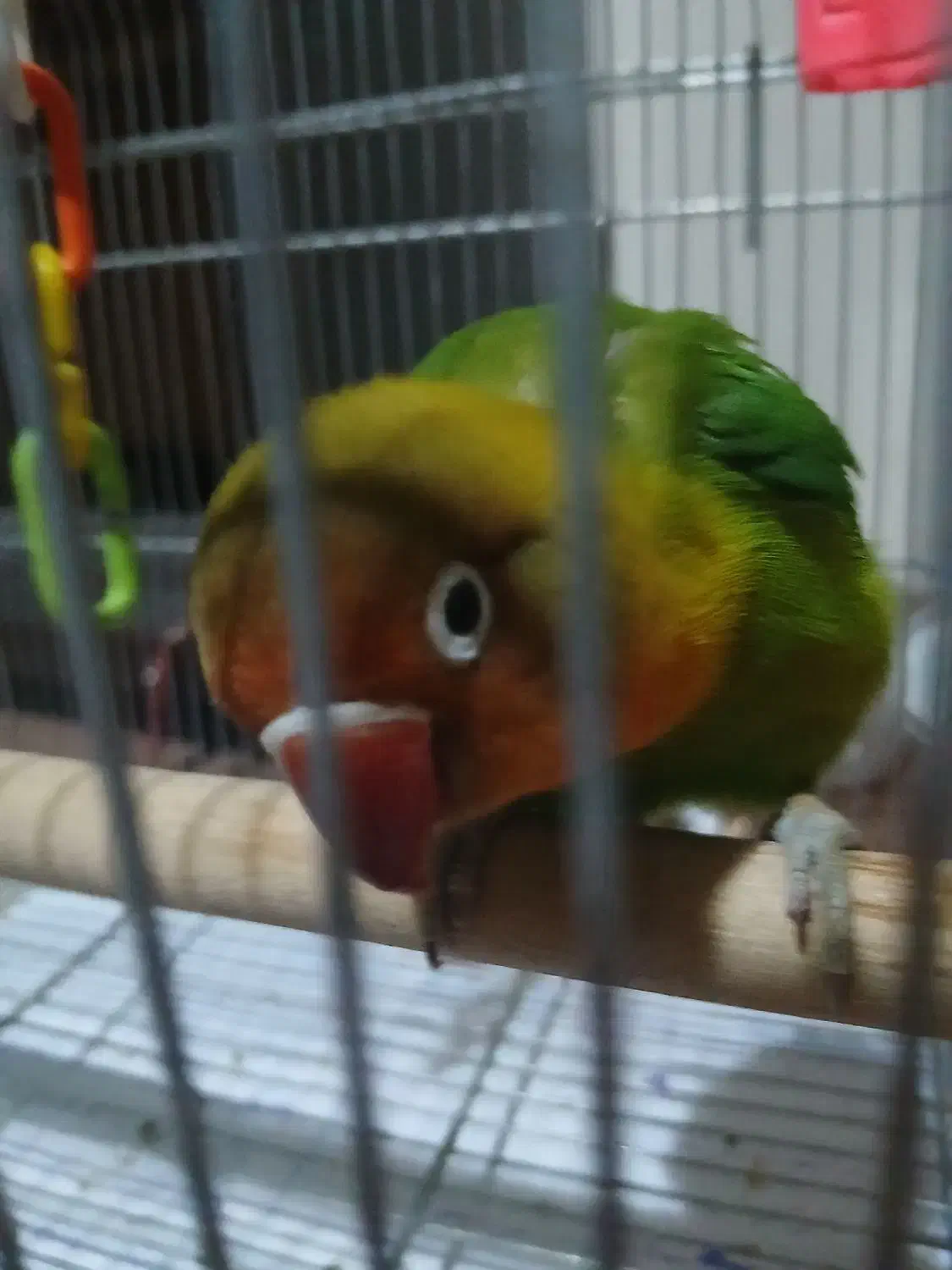 طوطی برزیلی فیشر ۳ماهه|پرنده|تهران, دستغیب|دیوار