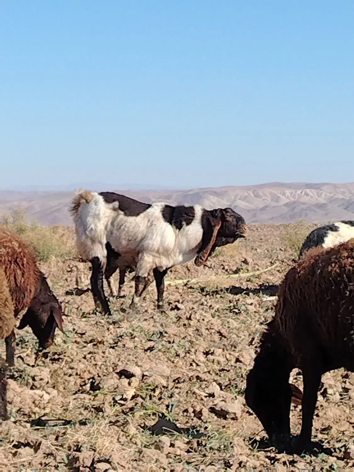 نربزپاکستانی|حیوانات مزرعه|جوین, |دیوار