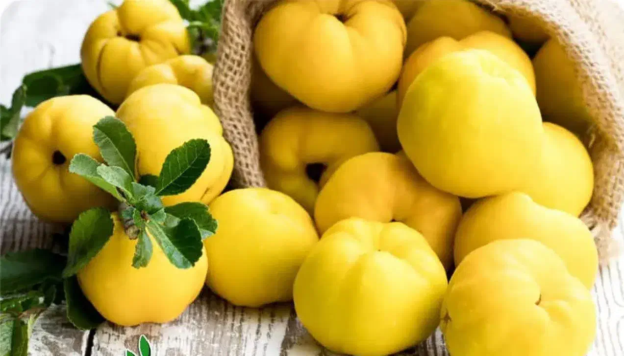 پیش فروش نهال به اونشاب|خدمات باغبانی و درختکاری|طارم, |دیوار