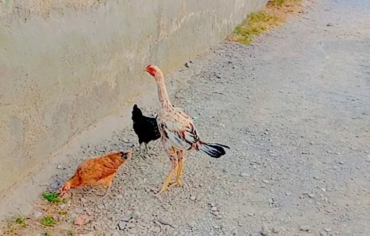 خورس|حیوانات مزرعه|میناب, |دیوار