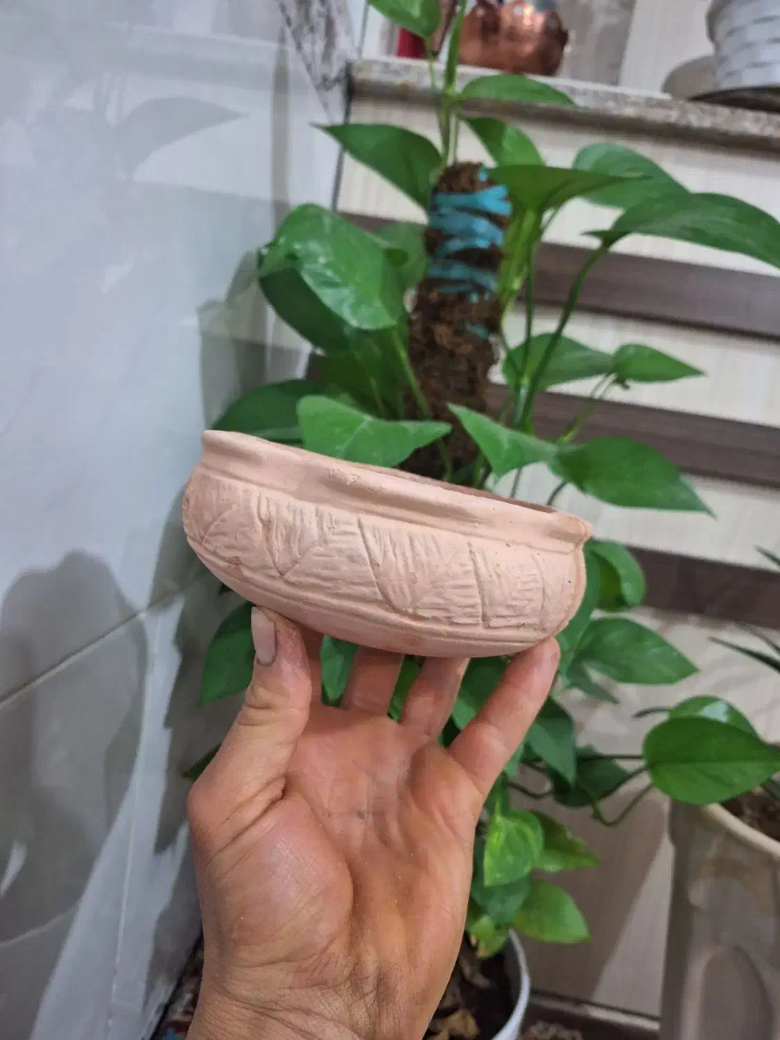 سبزه عید|گل و گیاه طبیعی|اسفرورین, |دیوار