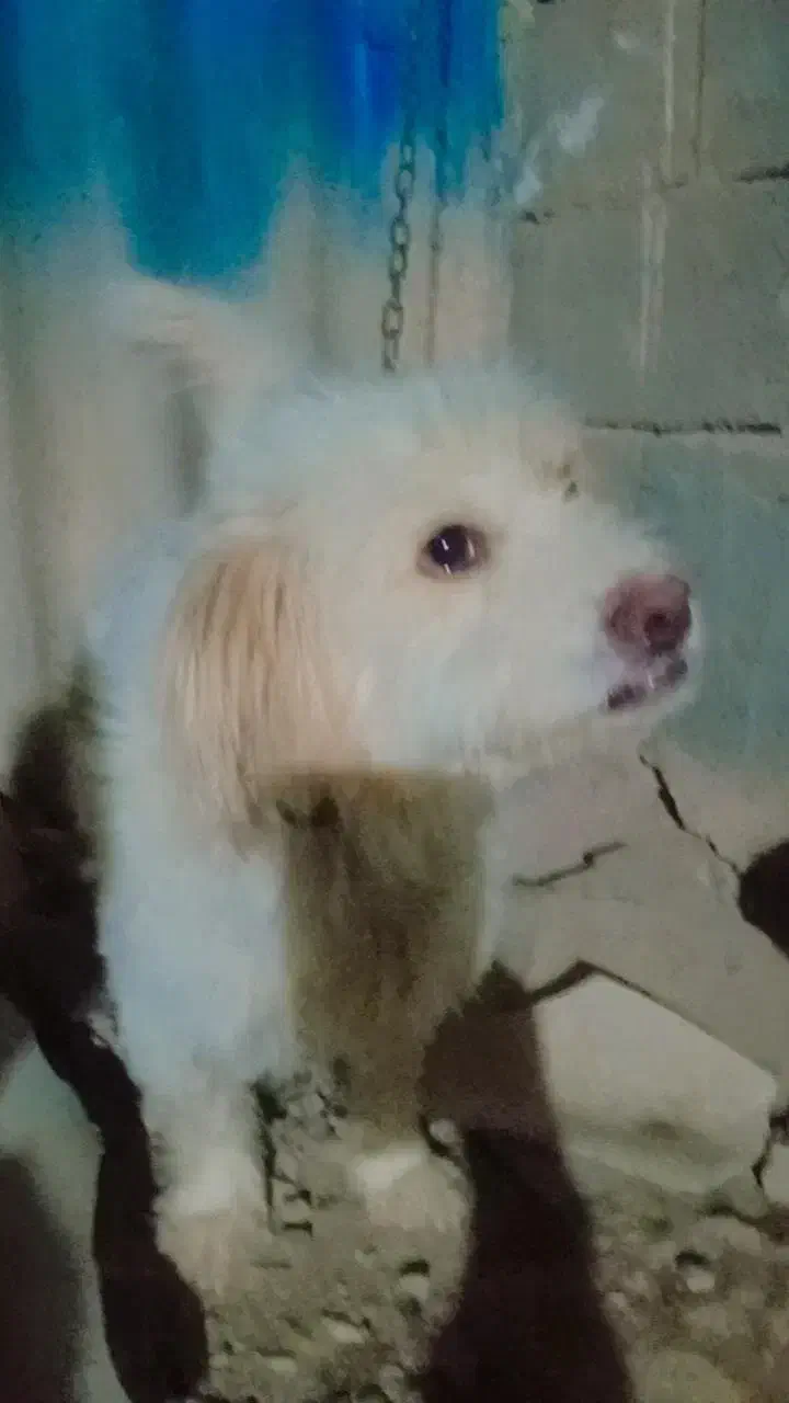 سگ پاکوتاه حرف گوش کن 2عدد|سگ|سمنان, |دیوار